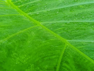 Doğa arka plan fikri için taze yeşil alocasia yaprağı dokusunu kapat
