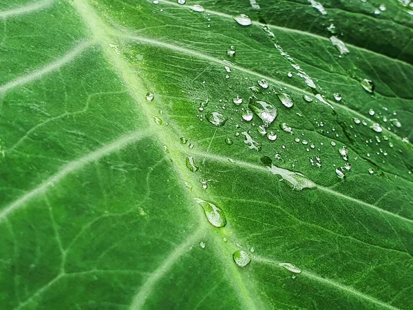 Zavřít Kapka Rosné Vody Zeleném Listu Colocasia Pro Koncept Přírodního — Stock fotografie