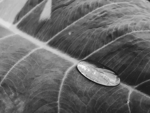 Zwart Wit Concept Close Dauw Water Druppel Groen Colocasia Blad — Stockfoto