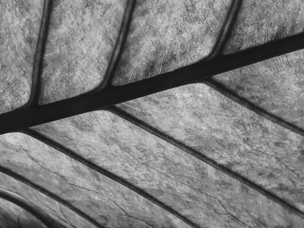 Bianco Nero Primo Piano Texture Retro Verde Colocasia Foglia Sfondo — Foto Stock