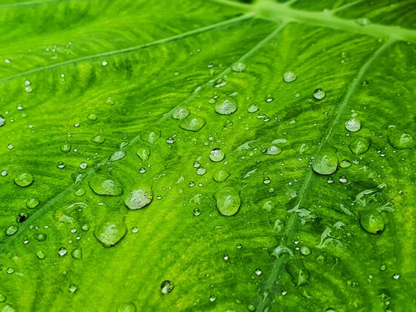 Zblízka Kapka Vody Zeleném Listu Colocasia Texturou Pro Přírodní Pozadí — Stock fotografie