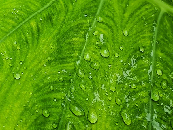 Cerrar Gota Agua Verde Colocasia Hoja Con Textura Para Concepto — Foto de Stock