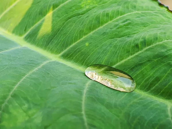 Zavřít Kapka Rosné Vody Zeleném Listu Colocasia Pro Koncept Přírodního — Stock fotografie