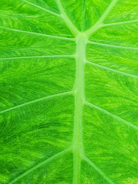 Närbild Färsk Grön Alocasia Blad Struktur För Natur Bakgrund Koncept — Stockfoto