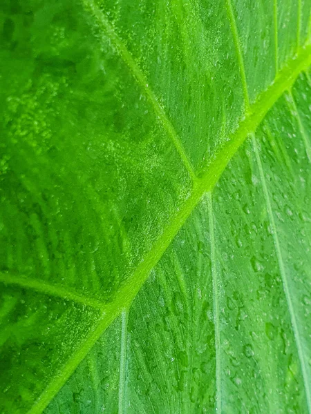 Close Fresh Green Alocasia Leaf Texture Nature Background Concept Idea —  Fotos de Stock