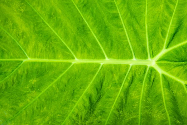 Primo Piano Fresco Verde Alocasia Texture Foglia Natura Concetto Fondo — Foto Stock