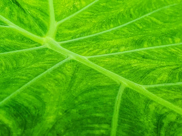 Close Fresh Green Alocasia Leaf Texture Nature Background Concept Idea — Foto de Stock