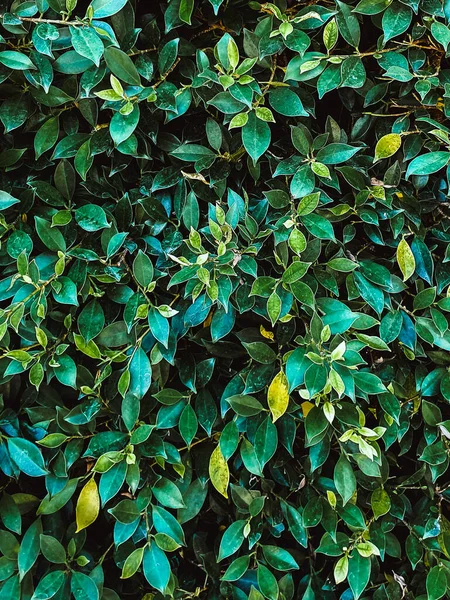 Fondo Patrón Hoja Verde Del Árbol Ficus Annulata Para Diseño —  Fotos de Stock