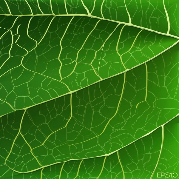 Textura de hoja verde — Vector de stock