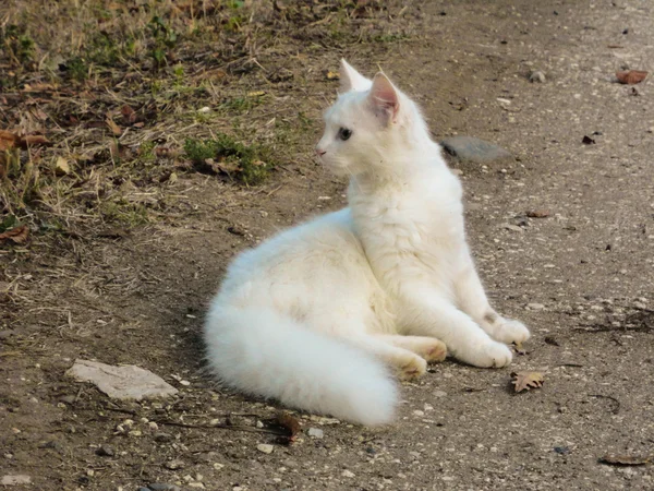 Um gato curioso — Fotografia de Stock