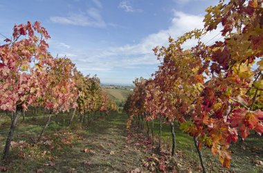 Autumn vineyard clipart