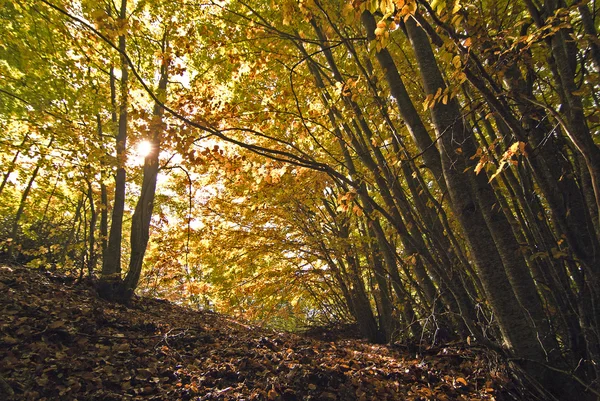 Zauberwald Stockbild