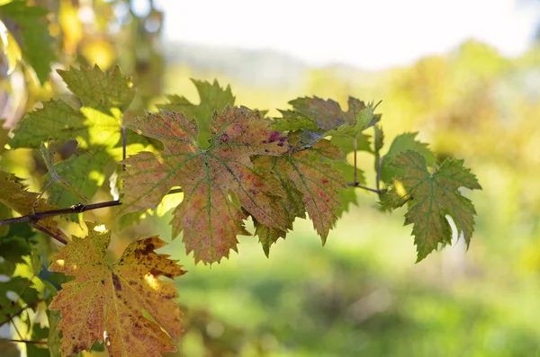 Wijnbladeren met bokeh — Stockfoto