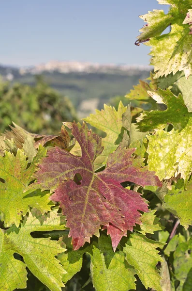 Rött, gult och grönt blad av vinstockar — Stockfoto