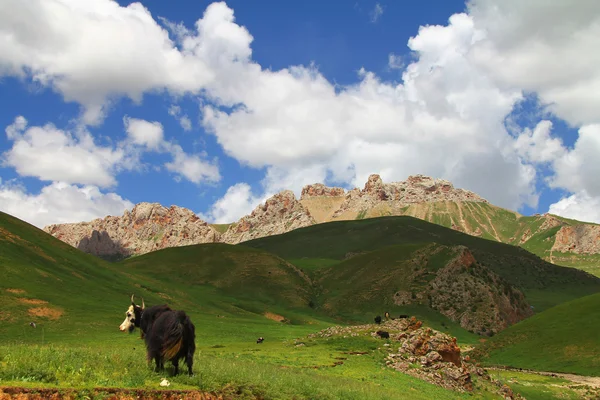 Alpské pastviny — Stock fotografie