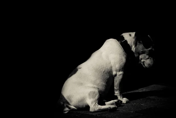 Jack Russel in black and white — Stock Photo, Image