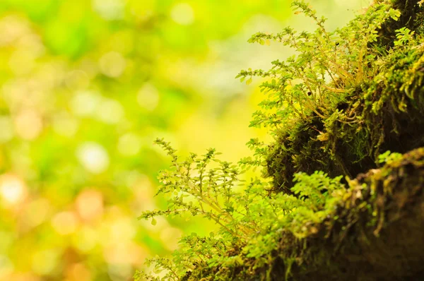 Closeup green moss — Stock Photo, Image