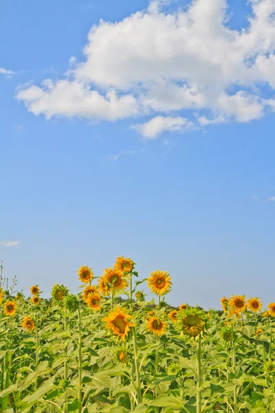 Sonnenblume — Stockfoto