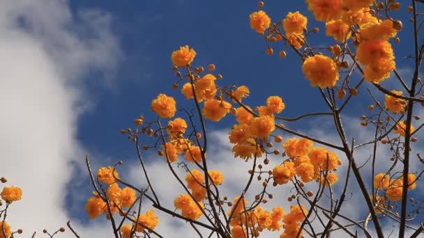 Árbol de algodón amarillo — Vídeos de Stock