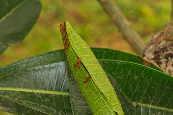 Hormigas — Foto de Stock