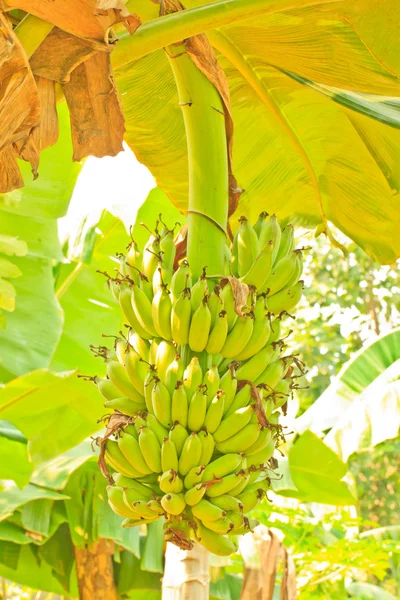 Bananenbaum — Stockfoto