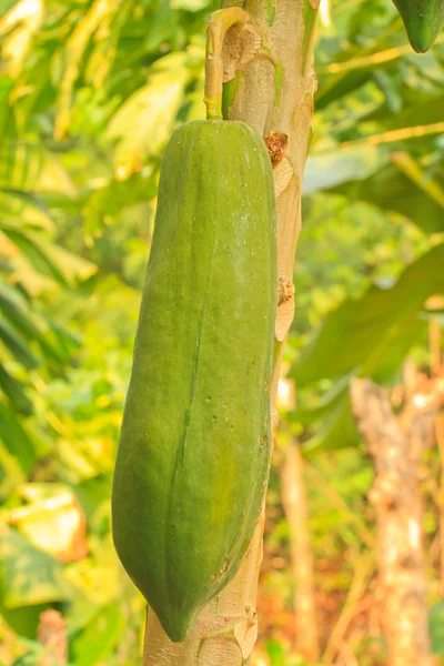 Papaya ağacını — Stok fotoğraf