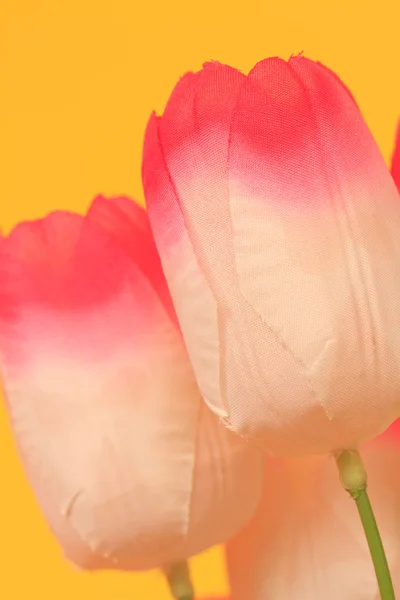 Tulips — Stock Photo, Image