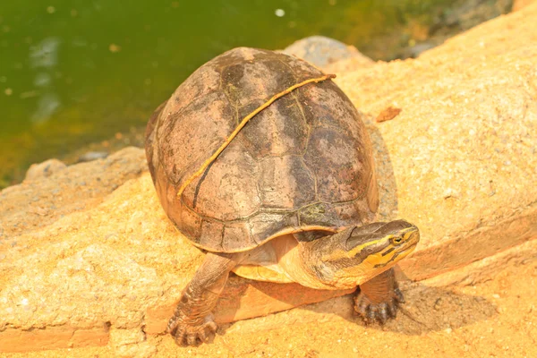 Zeeschildpad — Stockfoto