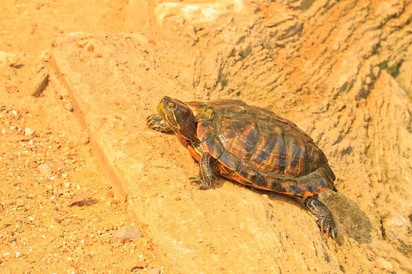 Zeeschildpad — Stockfoto