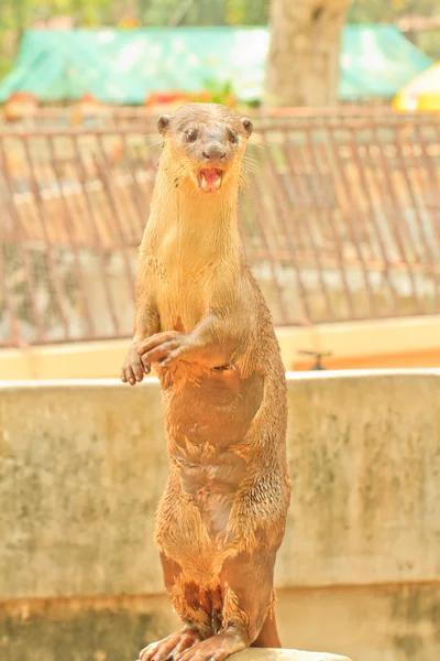 Loutre — Photo