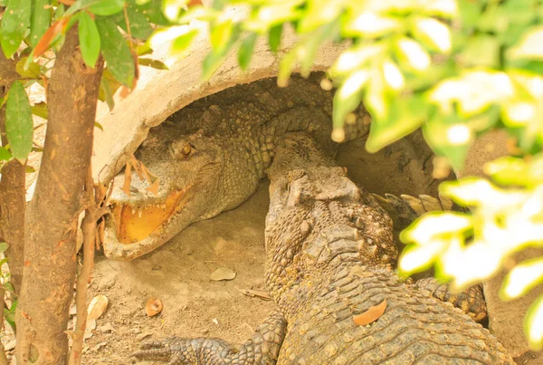 Crocodilo — Fotografia de Stock