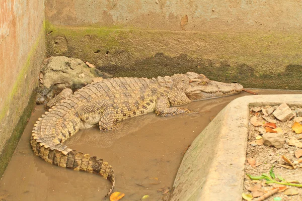 Krokodil — Stockfoto