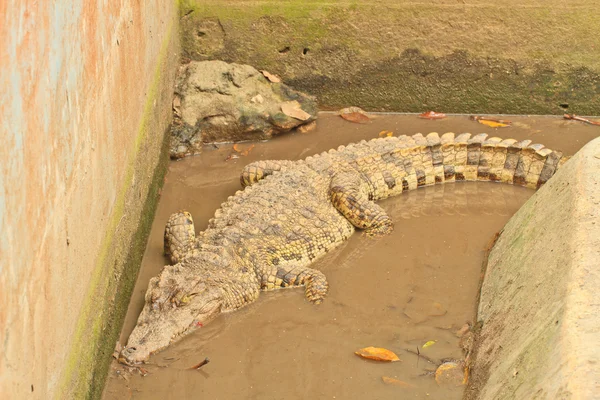 Crocodilo — Fotografia de Stock