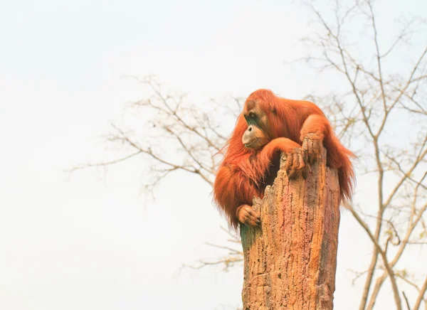 Orangután —  Fotos de Stock
