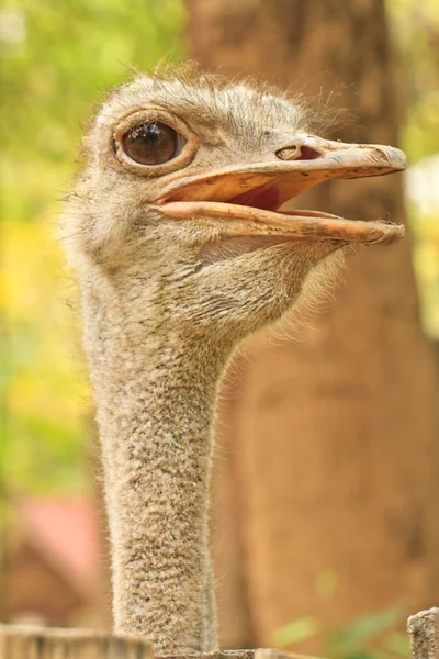 Ostrich — Stock Photo, Image