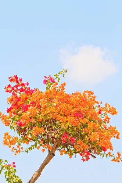 Bougainvillea — Stock Photo, Image