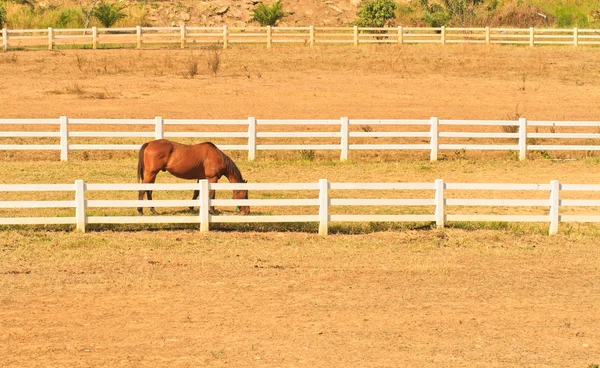 Paard boerderij — Stockfoto