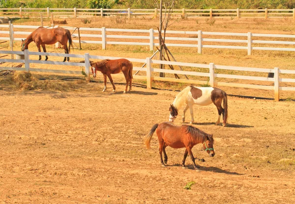 Horse farm — Stock Photo, Image