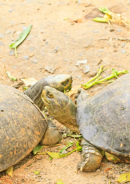 Zeeschildpad — Stockfoto