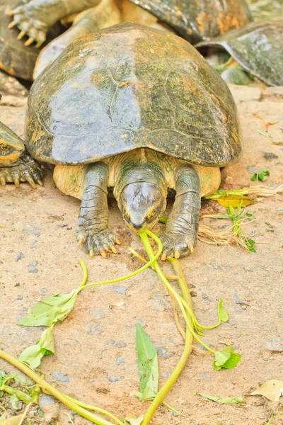 Zeeschildpad — Stockfoto