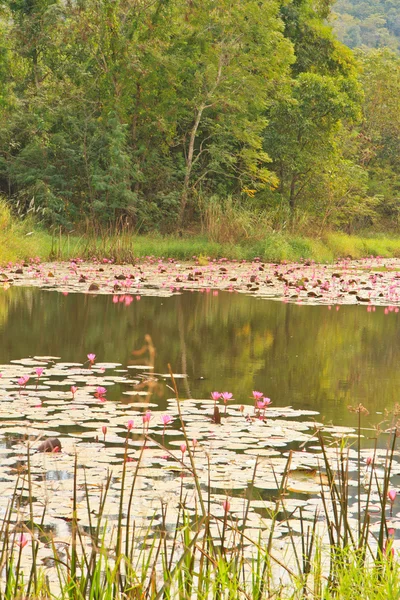 Lotus roz — Fotografie, imagine de stoc