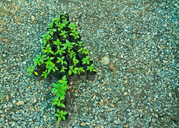 Pianta giovane — Foto Stock