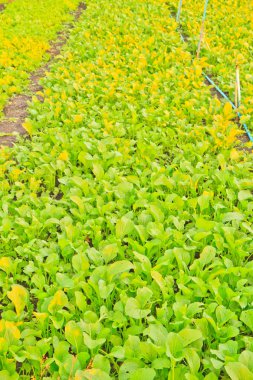 Çin hardalı yeşil