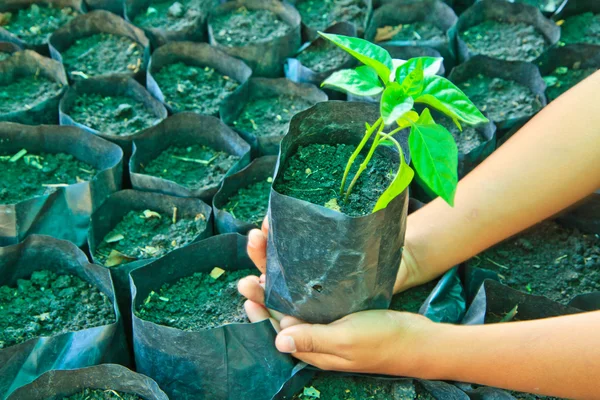 Young plant — Stock Photo, Image