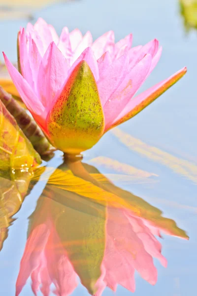 Lotus — Stockfoto