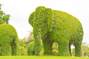 elephan