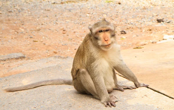 Macaco. — Fotografia de Stock