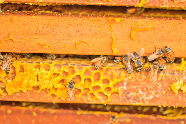 Bienen und Honig — Stockfoto