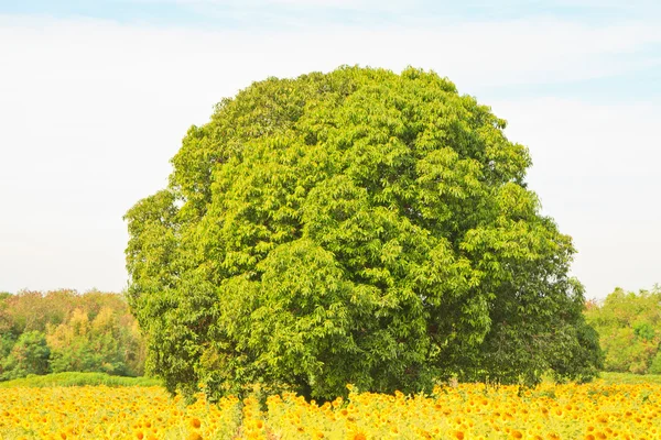 Bos bomen — Stockfoto