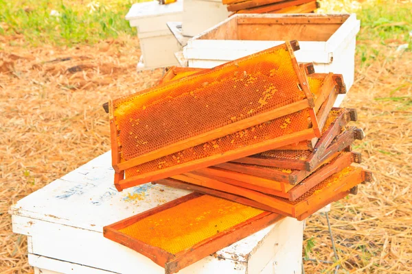 Arılar ve honeycom — Stok fotoğraf